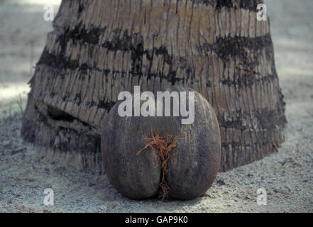 eine Coco de Mer Nuss auf der Insel Praslin der Seychellen Inseln im Indischen Ozean Stockfoto