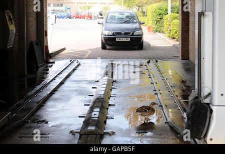 Eine Ente wartet auf ein Bad in der Autowäsche im Morrisons Supermarkt in Whitley Bay, North Tyneside, Tyne und Wear, an dem, was erwartet wird, dass der heißeste Tag des Jahres bisher sein. Stockfoto