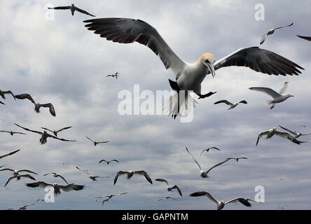 Tölpelkolonie am Bass Rock Stockfoto