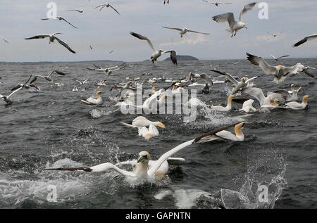 Tölpel suchen Nahrung rund um Bass Rock, die größte Insel Gannet Kolonie in der Welt. Stockfoto
