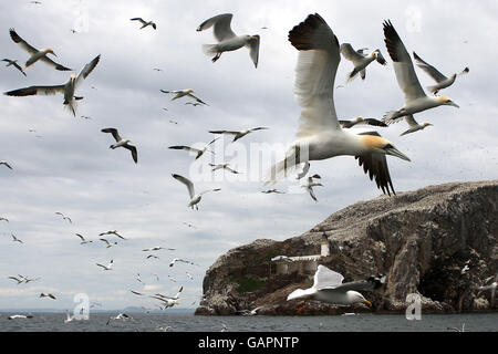 Tölpelkolonie am Bass Rock Stockfoto