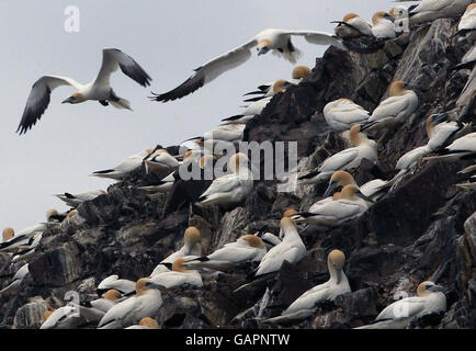 Tölpel suchen Nahrung rund um Bass Rock, die größte Insel Gannet Kolonie in der Welt. Stockfoto