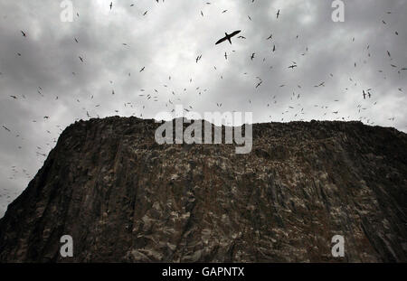 Tölpel suchen Nahrung rund um Bass Rock, die größte Insel Gannet Kolonie in der Welt. Stockfoto