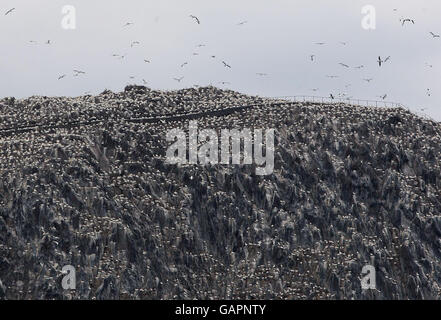 Tölpelkolonie am Bass Rock Stockfoto