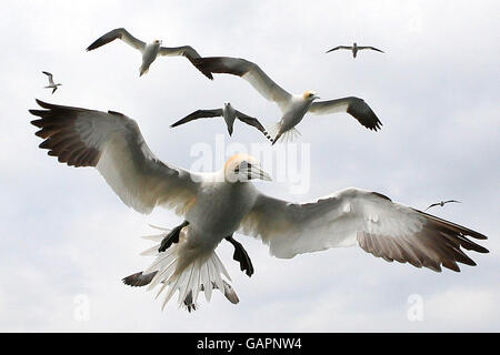 Tölpel suchen Nahrung rund um Bass Rock, die größte Insel Gannet Kolonie in der Welt. Stockfoto