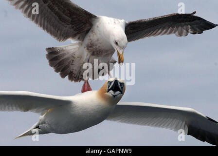 Eine Herringmöwe greift eine Gannette an, die um Bass Rock, die größte einInselkolonie der Welt, nach Nahrung sucht. Stockfoto