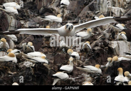 Gannet Colony - Bass Rock - Schottland. Tölpel suchen Nahrung rund um Bass Rock, die größte Insel-Gannet-Kolonie der Welt. Stockfoto