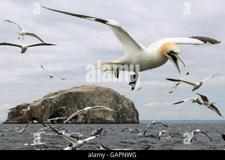 Tölpel suchen Nahrung rund um Bass Rock, die größte Insel Gannet Kolonie in der Welt. Stockfoto