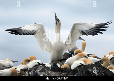 Gannet-Kolonie in Bass Rock. Tölpel suchen Nahrung rund um Bass Rock, die größte Insel-Gannet-Kolonie der Welt. Stockfoto