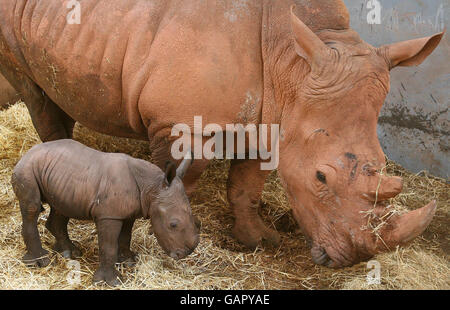 Ein babyweißes Nashorn, geboren im South Lakes Wild Animal Park, Dalton in Furness, Cumbria. Stockfoto