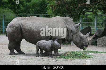 EIGENSTÄNDIGES Foto. Die neueste Ergänzung zum Dublin Zoo, einem Baby-weißen Nashorn mit Mutter Ashanti, als sie der Öffentlichkeit im Zoo vorgestellt wurde. Stockfoto