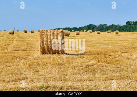 Harvested field with wheat, haystacks Stockfoto