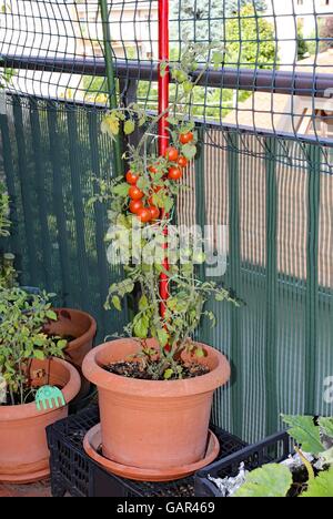 Topfpflanze mit roten strauchtomaten in einem kleinen Stadtgarten auf der Terrassenwohnung in der Stadt Stockfoto