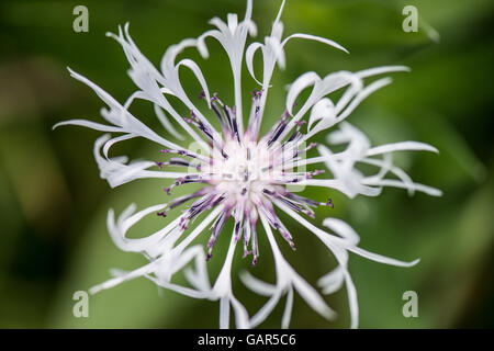 Eine weiße Staude Kornblume (Centaurea montana Alba) in Blume Stockfoto