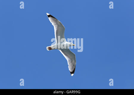 fliegen gemeinsame Möwe (Larus Canus), Kiel, Schleswig-Holstein, Deutschland Stockfoto