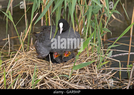 Glatze Blässhuhn (Fulica Atra) mit Küken in ihrem nest Stockfoto