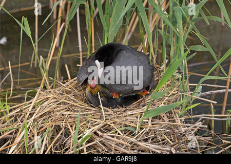 Glatze Blässhuhn (Fulica Atra) mit Küken in ihrem nest Stockfoto