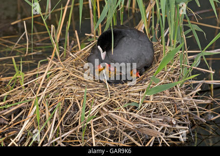 Glatze Blässhuhn (Fulica Atra) mit Küken in ihrem nest Stockfoto