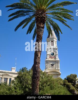 Große tropische Palme mit der alten Fremantle Rathaus Clocktower im Hintergrund in historischen Fremantle, Western Australia. Stockfoto