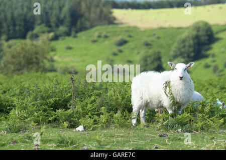 Wales Schafe am Hang unter Bracken in Radnorshire Hills Powys Wales Stockfoto