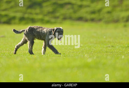 Schäferhund auf Wiese Stockfoto