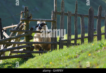 Schafe blickt hinter einem Zaun aus Holz Bauernhof. Stockfoto