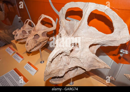 England, London, Forest Hill, Horniman Museum, Anzeige von Protoceratops Dinosaurier Köpfe Stockfoto