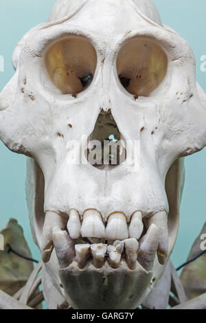 England, London, Waldhügel, Horniman Museum, Anzeige der Affe Skelett Stockfoto