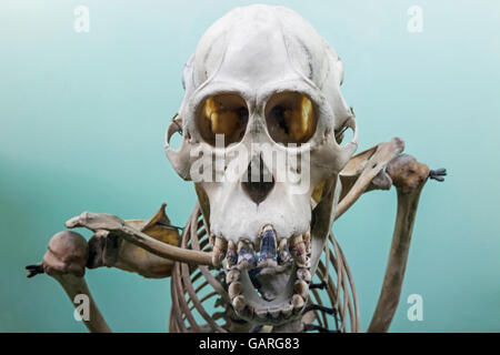 England, London, Waldhügel, Horniman Museum, Anzeige der Affe Skelett Stockfoto