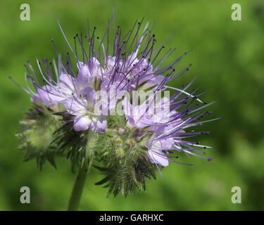 Die ziemlich lila Blüten der Phacelia Tanacetifolia auch bekannt als Rainfarn oder lacy Phacelia. Stockfoto