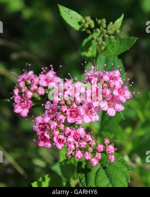 Die schöne rosa Blüten Spirea Japonica "Little Princess" auch bekannt als japanisches Mädesüß. Stockfoto