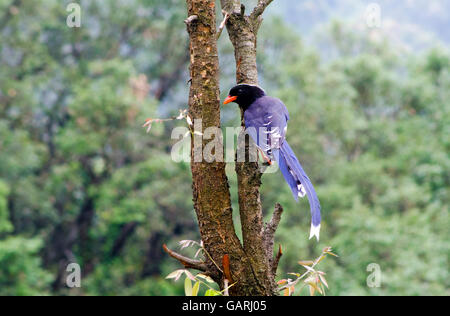 Ein rotes abgerechnet blaue Elster in Pangot, Uttarakhand, Indien Stockfoto