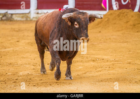 Erfassen der Figur eines mutigen Stieres Haare braune Farbe in einen Stierkampf, Spanien Stockfoto