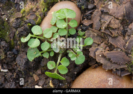 Eine Behaarte Schaumkraut, Cardamine Hirsuta, Jungpflanze Grundrosette, einen gemeinsamen Garten Unkraut, Februar Stockfoto