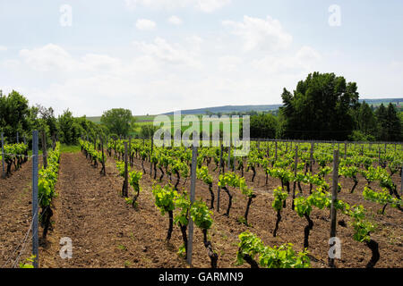 Weingut Rheinhessen, Deutschland, Frühling, größten Weinanbaugebiet in Deutschland, Rheinland-Pfalz Stockfoto