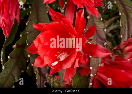 Rote Blume einer Orchidee oder eines Osterkaktus, Discocactus x jenkinsonii, eine blühende Hauspflanze, Mai