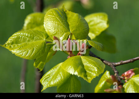 Junge Blätter eines kleinen großblättrige Linde, Tilia Cordata, leichte Säure grün im Frühjahr, Mai Stockfoto