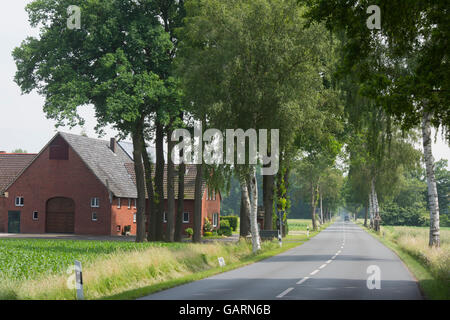 Deutschland, Nordrhein-Westfalen, Kreis Paderborn, Delbrück, Abschnitte der Deutschen Alleenstrasse Bei Sudhagen Stockfoto