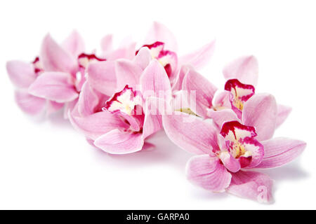 Rosa Orchidee blüht isoliert auf weiss Stockfoto