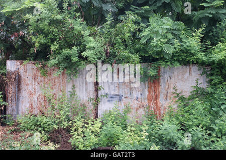 Verlassene rostigen Metallzaun mit Baum und Pflanze bedeckt Stockfoto