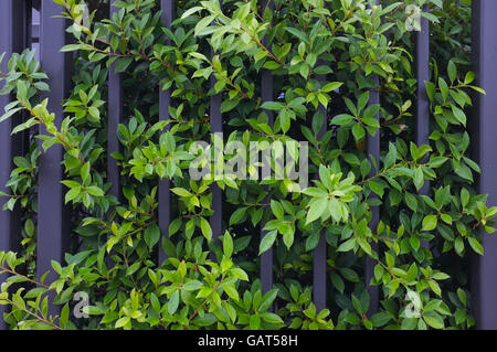 Wrightia grünen Baum und schwarzen Zaun Stockfoto