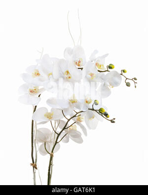 Blumenarrangement aus künstlichen Orchidee blüht in alten Keramik Blumentopf isoliert auf weißem Hintergrund. Stockfoto