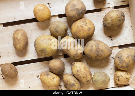 Verschiedenen schmutzige Kartoffeln, angeordnet in einer Holzkiste als natürliche Stillleben für gesunde und vegetarische Biokost Stockfoto