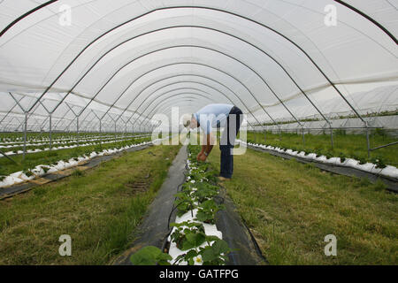 Der Pächter John Boyd prüft Erdbeeren in einem der vielen Polytunnel auf seiner Obstfarm auf dem Beaulieu Estate im New Forest, Hampshire. Stockfoto