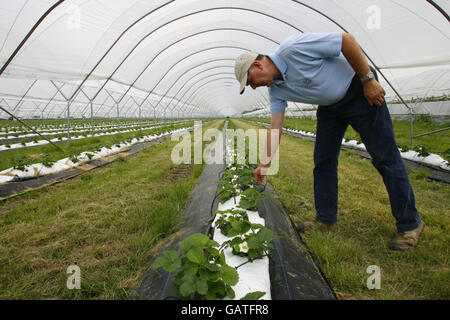 Folientunnel Lager Stockfoto