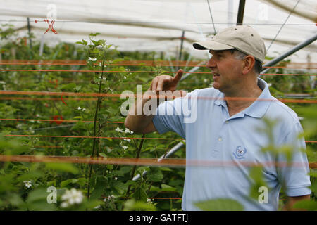 Der Pächter John Boyd prüft seine Himbeerernte in einem der vielen Polytunnel auf seiner Obstfarm auf dem Beaulieu Estate im New Forest, Hampshire. Stockfoto