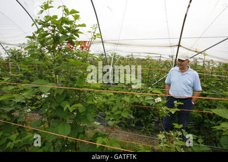 Der Pächter John Boyd überprüft seine Brombeerernte in einem der vielen Polytunnel auf seiner Obstfarm auf dem Beaulieu Estate im New Forest, Hampshire. Stockfoto