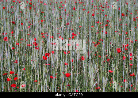 Tausenden Klatschmohn im Gerstenfeld als rote Schmetterlinge Stockfoto