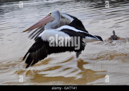 Pelikan die Flucht aus dem Moore River Gewässer in küstennahen Guilderton, Western Australia. Stockfoto