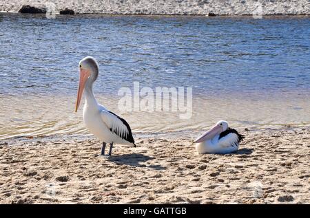 Pelikane am sandigen Flussufer mit Moore River Gewässer in küstennahen Guilderton, Western Australia. Stockfoto